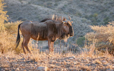 Portrait of  a Blue Wildebeest (Connochaetes taurinus) in backlight