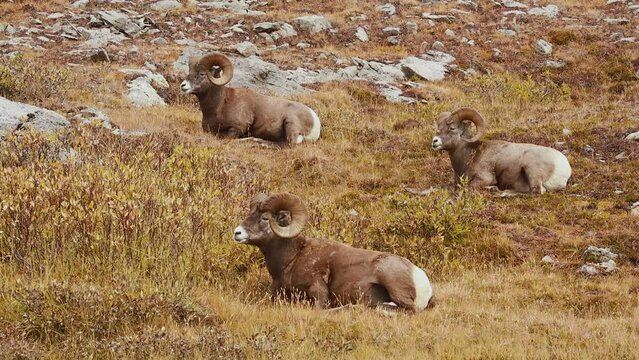 Three. Bighorn sheep (Ovis canadensis) rams ruminating high in the Rocky Mountains, Canada
