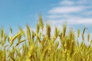 Obraz premium close-up bright yellow plants, rye field on the blue background, sky and white clouds, Bulgaria