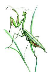 green praying mantis on white background