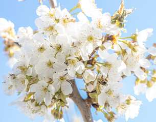 Blooming wild cherry tree closeup in a sunny day on natural garden background. Spring white flowers. chery-tree branch with white flowers. Beautiful natural scene with a flowering tree. Soft focus.