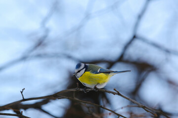 Bird tit on a branch in the forest in winter