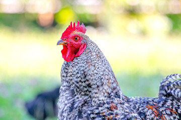 Gray spotted rooster in summer on the street close up