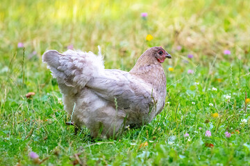 White spotted chicken in the garden among the green grass, breeding chickens on the farm