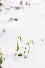 Spring white snowdrops (Galanthus nivalis) in the snow. Beauty of nature. Spring, youth, growth concept.
