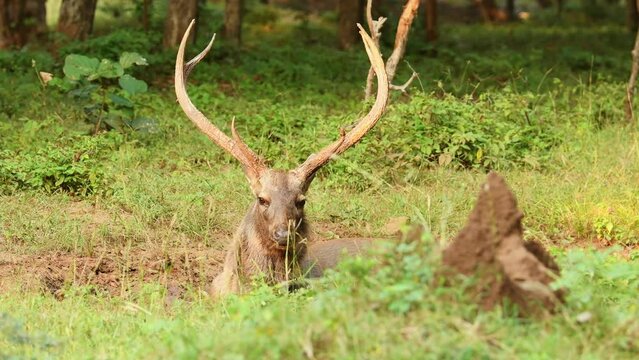Close up shot of male sambar deer or rusa unicolor with big horns or long horns in natural green background during wildlife outdoor safari in forest of central india asia