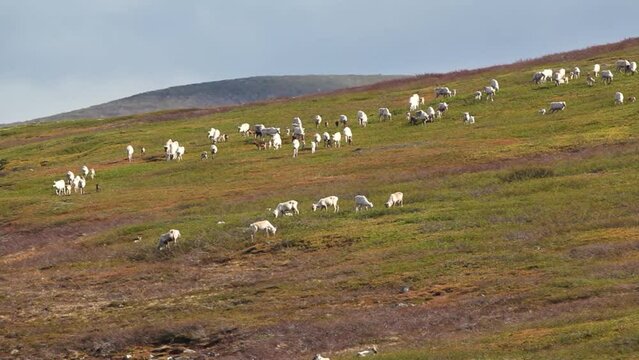Herd of domestic Reindeer (Rangifer tarandus) walking towards the camera on the tundra in Lapland, Norway