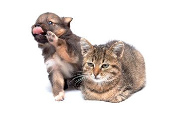 Small cute kitten sitting near a small puppy on a white isolated background