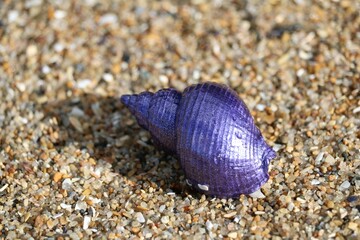 Coquillage