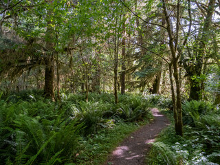 A footpath through a lush forest in Olympic National Park in Washington.