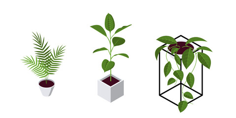 Isometric pot plants icons in flat style, vector