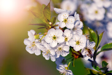 Cherry branch with white flowers in the sun, cherry blossoms