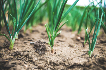 Spring garlic onion