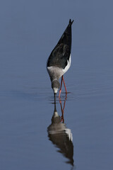 Black-winged stilt (Himantopus himantopus)