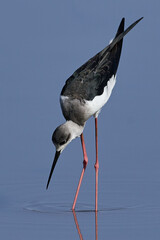 Black-winged stilt (Himantopus himantopus)