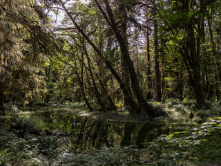Fototapeta na wymiar A tranquil stream flows through a dense forest in Olympic National Park.