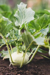 urban gardening vegetable