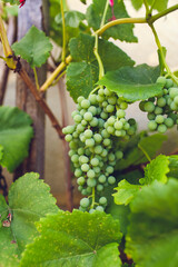 urban gardening vegetable grapes