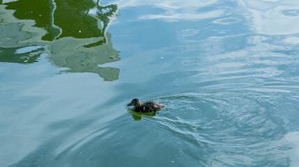 The little duckling swims. One duckling swims on the green-blue surface of the water