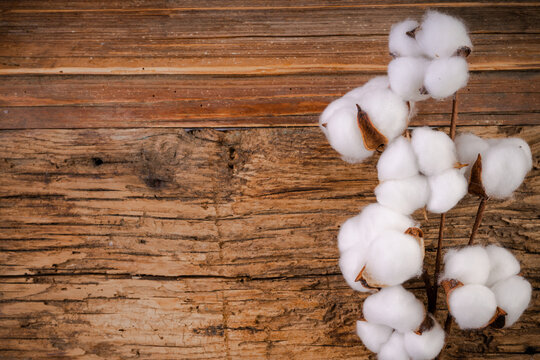 Cotton flowers on wooden  background