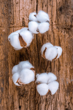 Cotton flowers on wooden  background