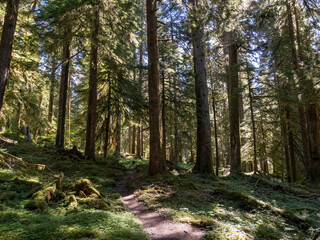 A footpath through a lush forest in Olympic National Park in Washington.