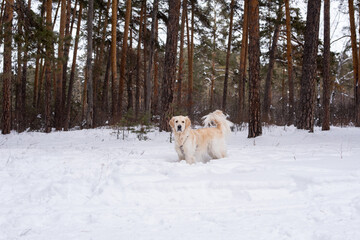 Portrait of purebred dog looking at camera standing among trees during her walk in winter forest