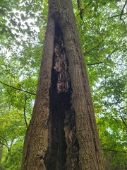 Tree struck by lightning