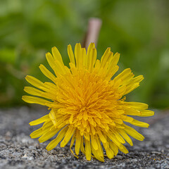A yellow Dandelion (Taraxacum officinale) flower head. Common Dandelion blooming in the early...