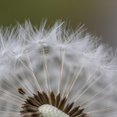 Isolated single detail of big white dandelion and green grass with seeds. Taraxacum in spring. 