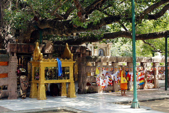 The Mahabodhi tree in Bodhgaya. India