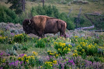 Yellowstone Bison Among the Wildflowers © Jeffrey