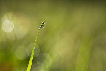 Sunlight illuminates a single blade of grass with dewdrops with beautiful soft focus and bokeh in the background
