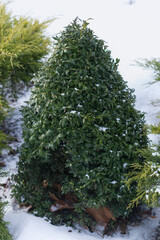 new boxwood tree with cone shape crown