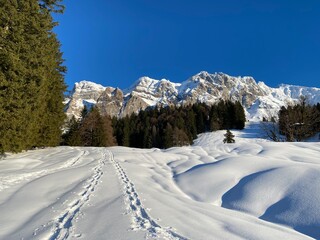 Fototapeta na wymiar Wonderful winter hiking trails and traces on the fresh alpine snow cover of the Swiss Alps, Schwägalp (or Schwaegalp) mountain pass - Canton of Appenzell Ausserrhoden, Switzerland (Schweiz)