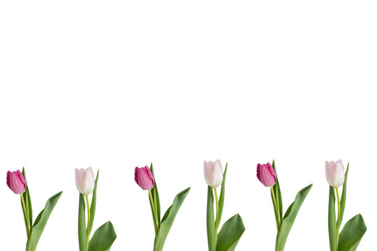 Colored tulips on white background