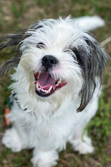 Black & white Shihtzu Bichon dog smiling with open mouth looking up with tongue and teeth