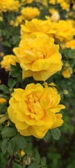 Best quality yellow tea rose.