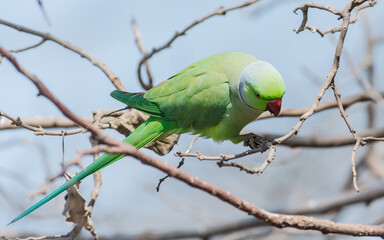 Green Male parrot