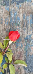 Red rose on a blue gray background.