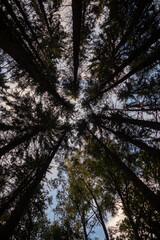 View up or bottom view of pine trees in forest in sunshine. Royalty high-quality free stock photo image looking up in pine forest tree to canopy. Lush green foliage, trees, sunlight upper view