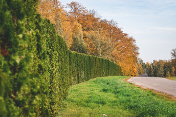 Naklejka premium thuja tree fence along country road in autumn