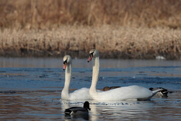 swan on the lake