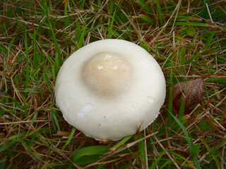 Close up of Oudemansiella mucida (Porcelain Fungus) a white slimy mushroom sometimes called Poached Egg Fungus
