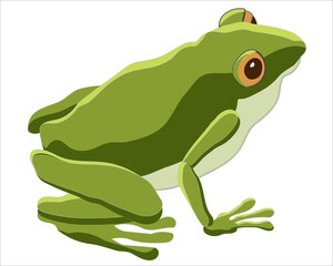 Green frog sitting. Amphibious animal with four legs that jumps. Catches and eats flies and flying insects using its long, sticky tongue.