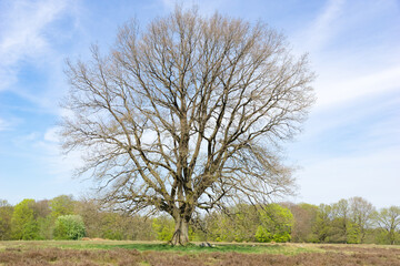 Fototapeta premium Imposante solitäre Eiche in der Heidelandschaft