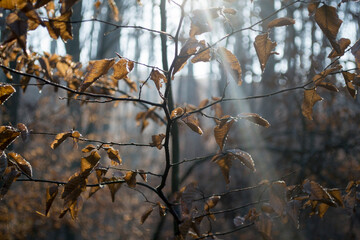 sunbeam between the trees, in the autumn forestcx