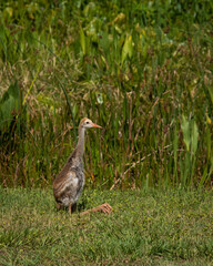 Baby sandhill crane sitting in the grass with marsh reeds behind him.