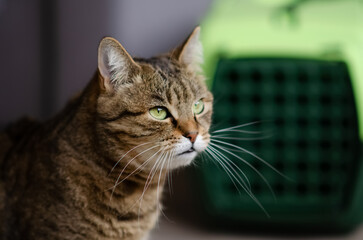 Fototapeta premium Selective focus on tabby cat is sitting on blurred background of plastic carrying cage. Funny brown cat with green eyes near pet carrier. Concept of animal care.