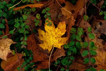 Vibrant Maple Leaf closeup with green and brown fall leaves around it